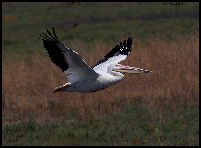 _8SB9361 american white pelican.jpg